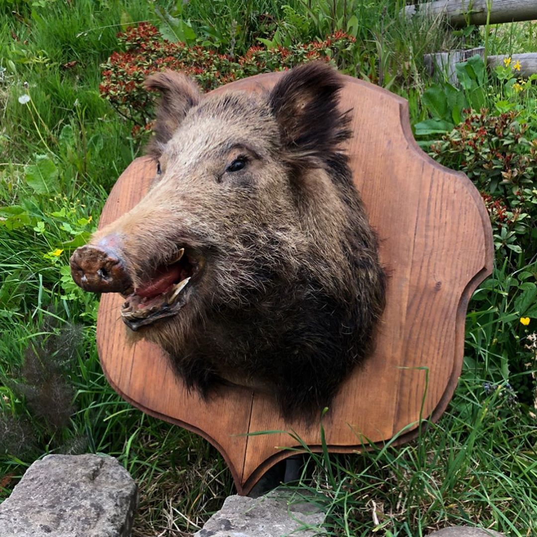 A boar's head
